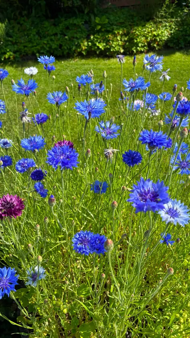 🌸 Was viele nicht wissen …

Die Blüten auf unseren Tellern werden uns nicht geliefert, sie wachsen direkt in unseren Gärten.🌿

Am Morgen geerntet, wenige Stunden später liebevoll auf euren Gerichten angerichtet.

Jede Blüte bringt nicht nur Farbe auf den Teller, sondern auch ein Stück Natur, Regionalität und Saison.

👉 Hättet ihr erkannt, dass diese Blüten essbar sind? Schreibt eure Vermutung in die Kommentare! 👇

#VomGartenAufDenTeller #RegionalGenießen #EssbareBlüten #Saisonal #ostfrieslandliebe